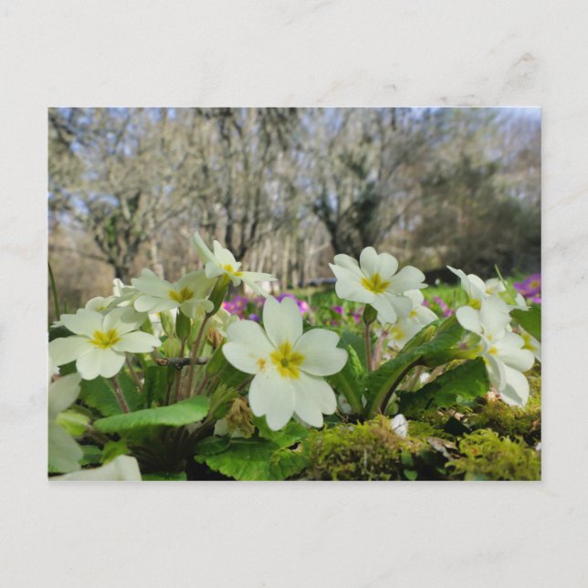Primrose Postcard (Front)