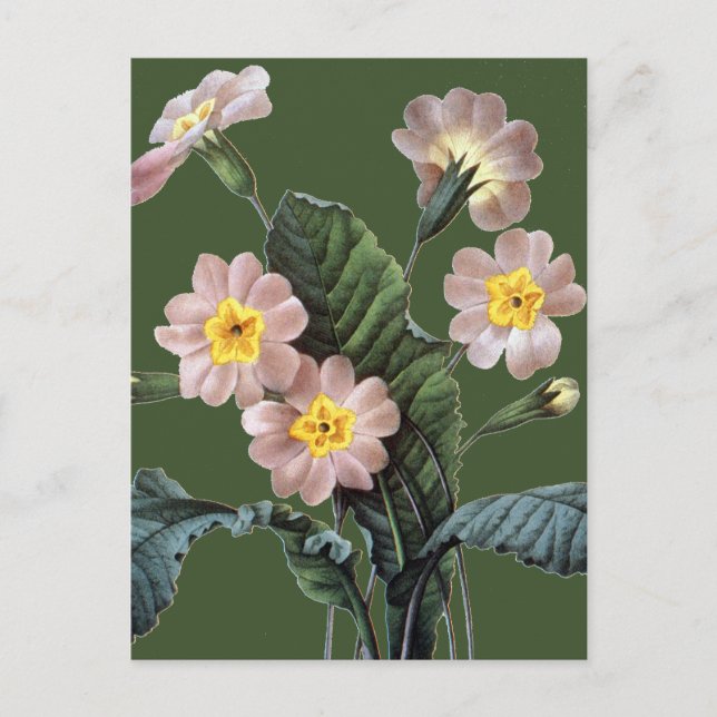 Primrose (Primula Aucalis) Postcard (Front)