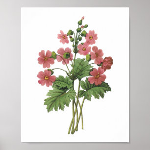 primrose(Primula sinensis) by Redouté Poster