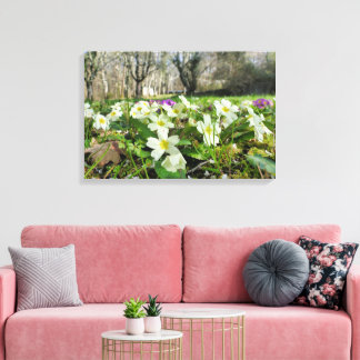 Primrose (Primula vulgaris) Canvas Print