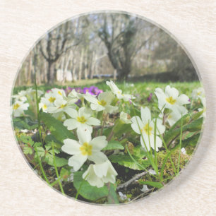 Primrose (Primula vulgaris) Coaster