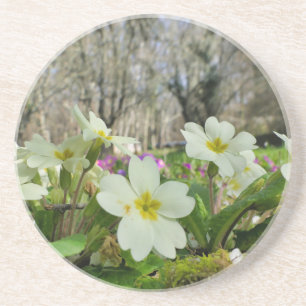 Primrose (Primula vulgaris) Coaster