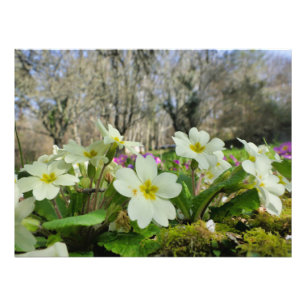 Primrose (Primula vulgaris) Photo Print