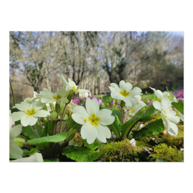 Primrose (Primula vulgaris) Photo Print (Front)