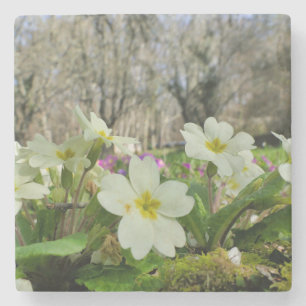 Primrose Stone Coaster