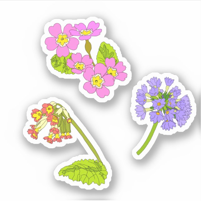 Primroses  (Front)