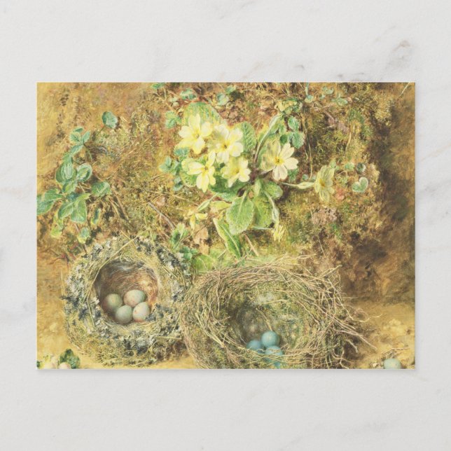 Primroses and Birds' Nests Postcard (Front)