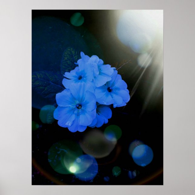 Primroses flowers in blue poster (Front)