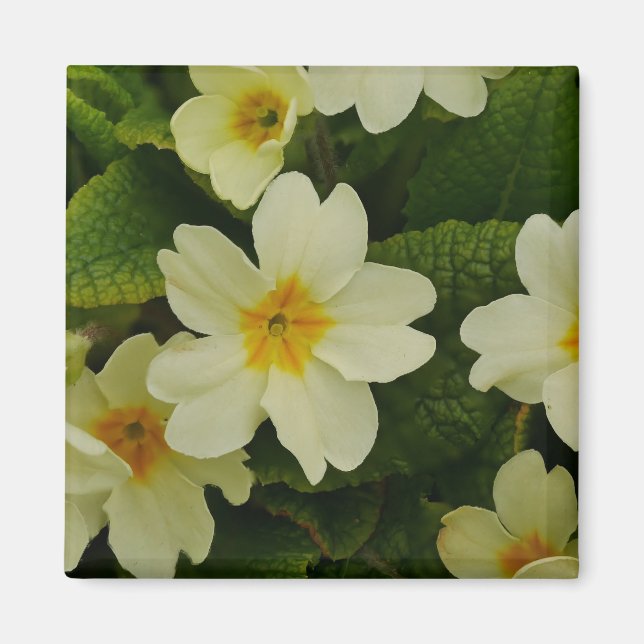Primroses Magnet (Front)