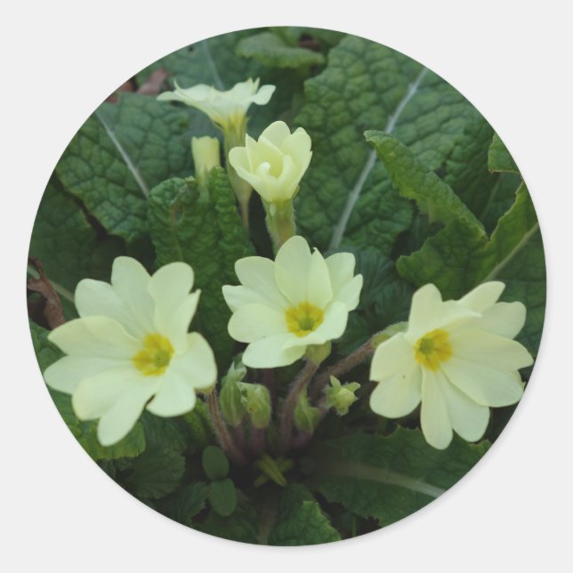 Primroses Sticker (Front)