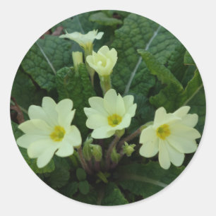 Primroses Sticker
