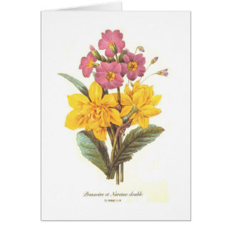 Primula and daffodils