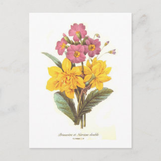 Primula and daffodils postcard