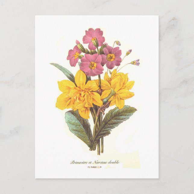 Primula and daffodils postcard (Front)