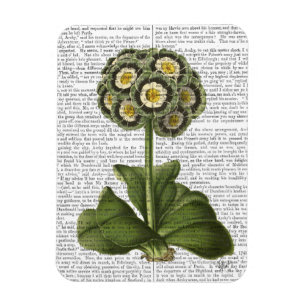 Primula Auricula Blue Magnet