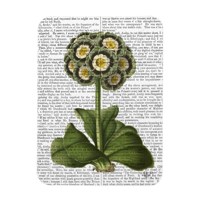 Primula Auricula Blue Magnet (Vertical)