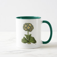 Primula Auricula Blue