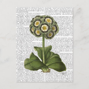 Primula Auricula Blue Postcard