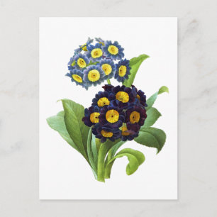 Primula Auricula - Cowslip- Pierre Joseph Redoute Postcard