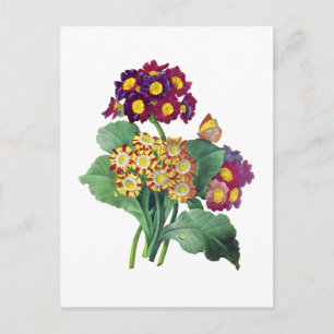 Primula Auricula - Cowslip- Pierre Joseph Redoute Postcard