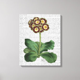 Primula Auricula Red Canvas Print