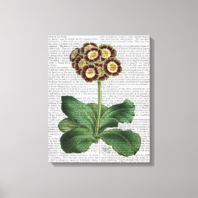 Primula Auricula Red Canvas Print (Front)