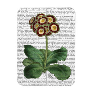 Primula Auricula Red Magnet