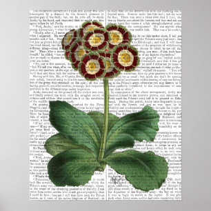 Primula Auricula Red Poster