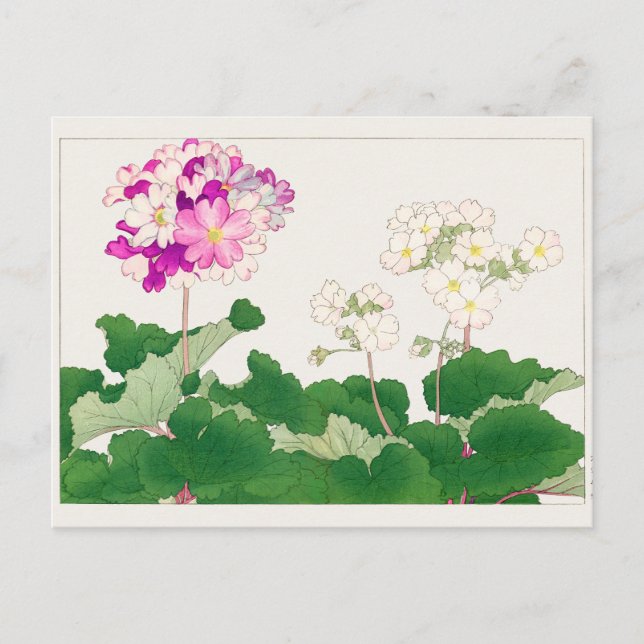 Primula by Tanigami Konan Postcard (Front)