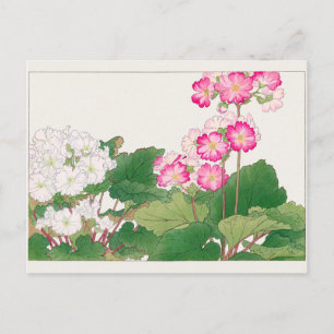 Primula by Tanigami Konan Postcard