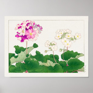 Primula by Tanigami Konan Poster