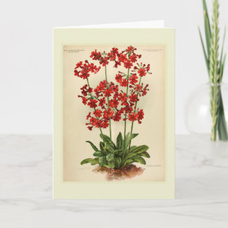Primula Card