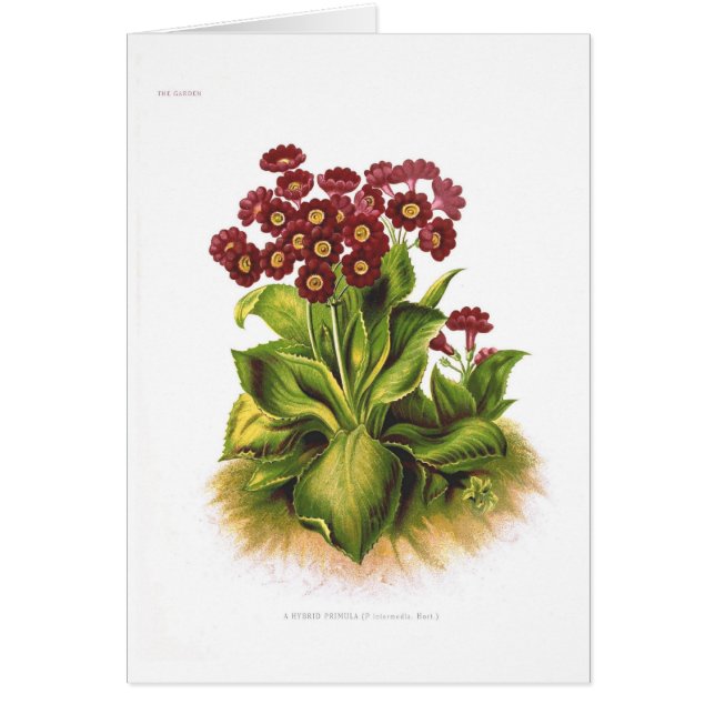 Primula hybrid (Front)