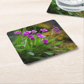 Primula maguirei flower photograph © Sandy Long Square Paper Coaster