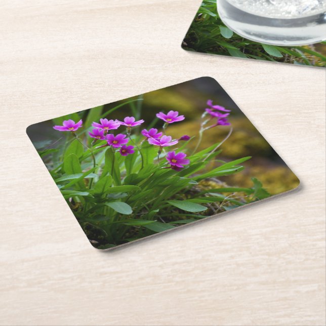 Primula maguirei flower photograph © Sandy Long Square Paper Coaster (Angled)