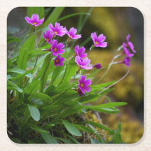 Primula maguirei flower photograph © Sandy Long