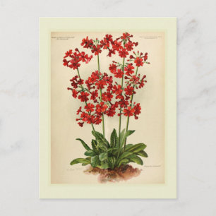 Primula Postcard