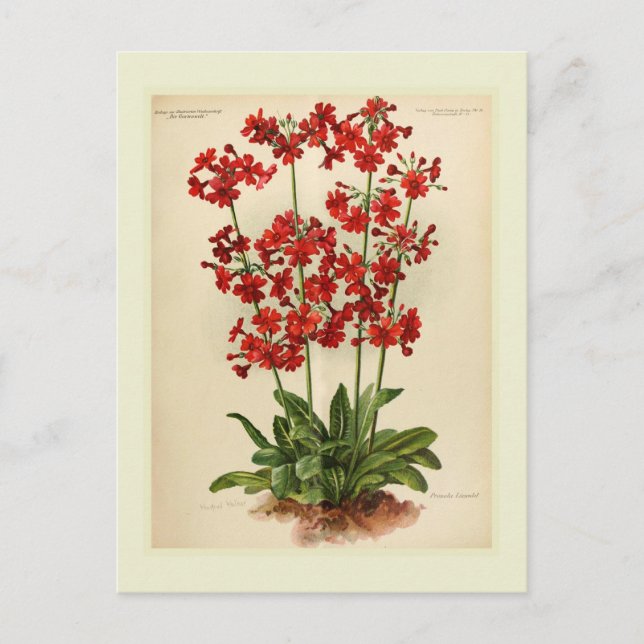 Primula Postcard (Front)