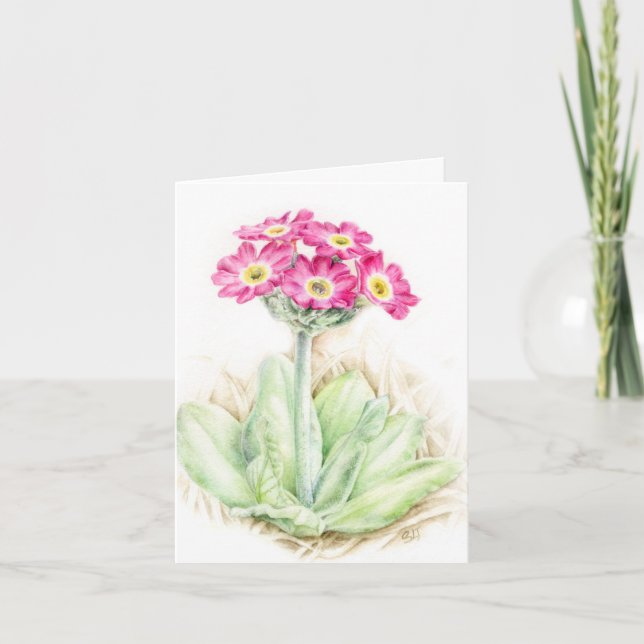 Primula primrose pink Botanical art card (Front)