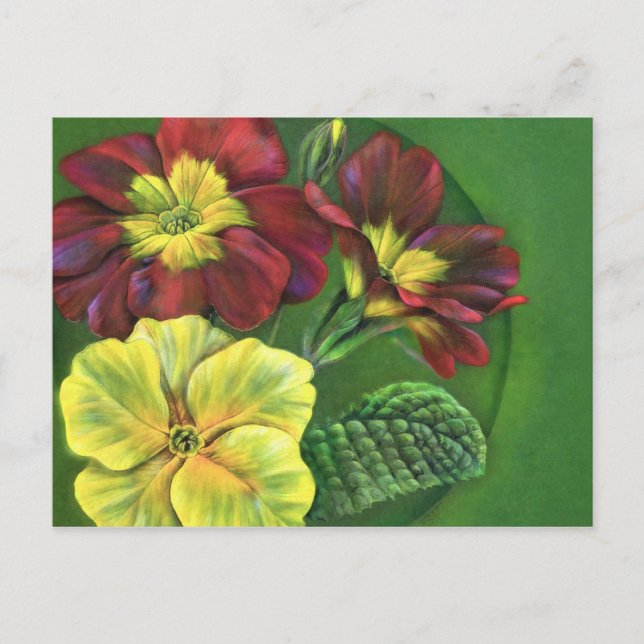 Primula primroses spring postcard (Front)