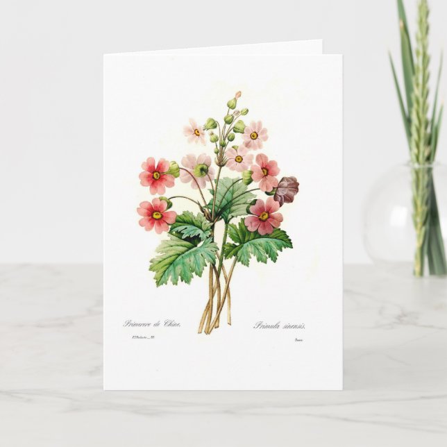 Primula sinensis card (Front)