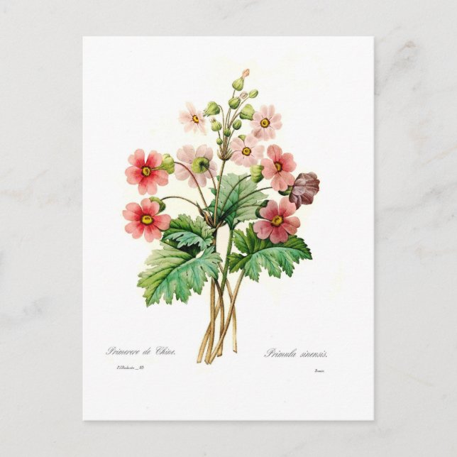 Primula sinensis postcard (Front)