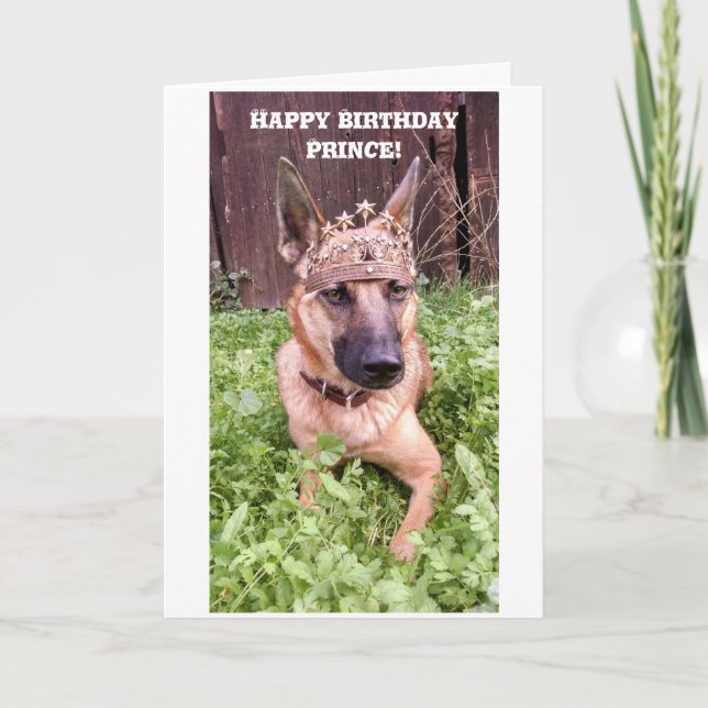 Prince Birthday Card with Belgian Malinois (Front)