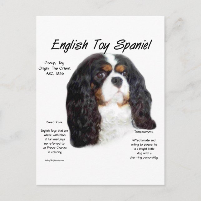 Prince Charles English Toy Spaniel History  Postcard (Front)