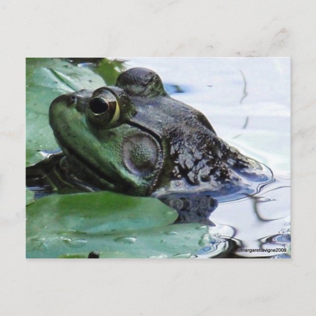 "Prince Charming" Postcard (Front)