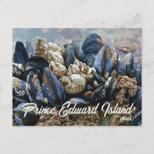 Prince Edward Island Canada Postcard Mussels