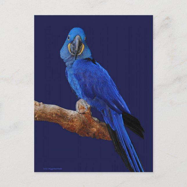 Prince of Parrots Postcard (Front)