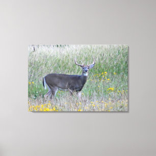 Prince of the Meadow (Deer) Canvas Print