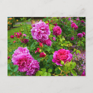 Princess Anne Rose #2 Postcard