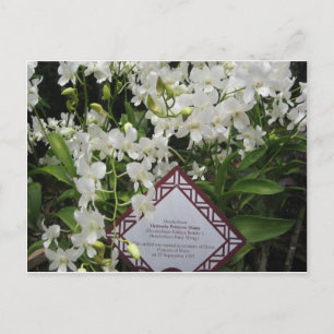 "Princess Diana" Orchid Garden,Singapore Postcard